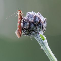 Metzneria aprilella