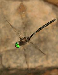 Somatochlora linearis