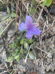 Ruellia caroliniensis heteromorpha