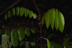 Tachigali guianensis