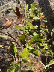 Quercus chapmanii
