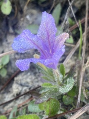 Ruellia caroliniensis heteromorpha