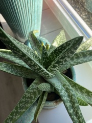 Gasteria