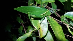 Paracaedicia serrata