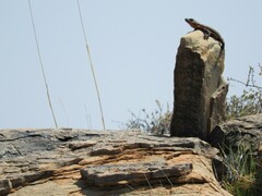 Karusasaurus polyzonus