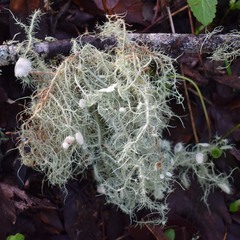 Usnea intermedia