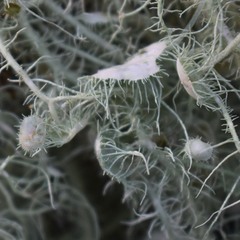 Usnea intermedia