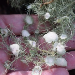 Usnea intermedia