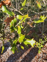 Quercus chapmanii