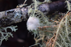 Usnea intermedia