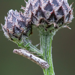 Phycitodes binaevella