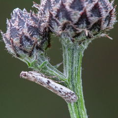 Phycitodes binaevella