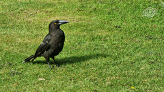 Strepera fuliginosa