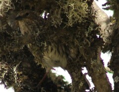 Geospizopsis unicolor