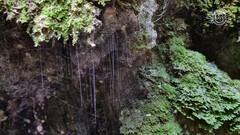 Arachnocampa