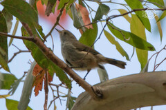 Acanthiza pusilla diemenensis