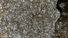 Micropathus cavernicola