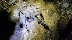 Hickmania troglodytes