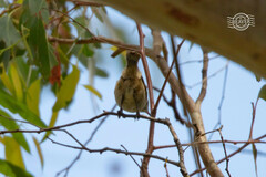 Acanthiza pusilla diemenensis