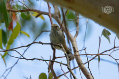 Acanthiza pusilla diemenensis