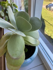 Kalanchoe luciae