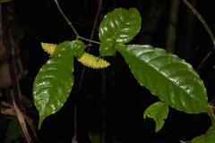 Tabernaemontana heterophylla