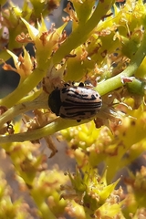 Calligrapha dislocata