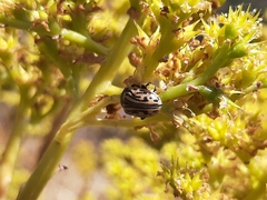 Calligrapha dislocata