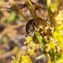 Calligrapha dislocata