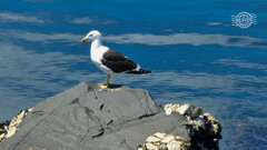 Larus dominicanus