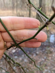Smilax rotundifolia