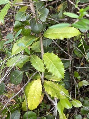 Elaeodendron croceum