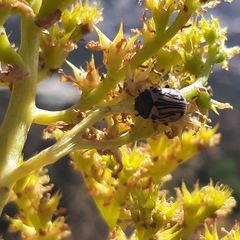 Calligrapha dislocata