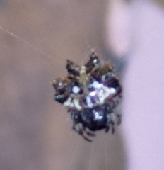 Thelacantha brevispina