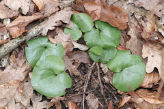 Asarum caucasicum