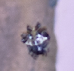 Thelacantha brevispina