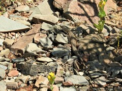 Pedioplanis lineoocellata