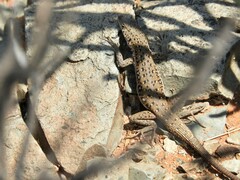 Pedioplanis lineoocellata