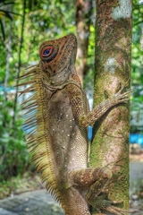 Gonocephalus liogaster