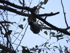 Melanerpes uropygialis