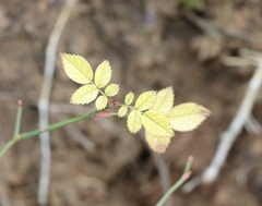 Rosa arvensis