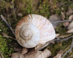 Helix pomatia
