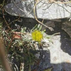 Leucospermum gracile