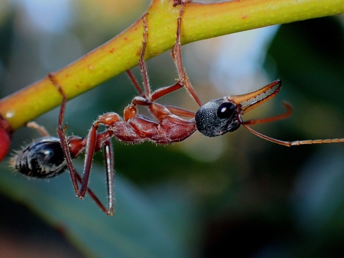 Black-headed Bull Ant (Myrmecia nigriceps) · iNaturalist