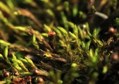 Schistidium apocarpum