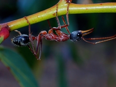 Myrmecia nigriceps