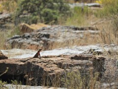 Karusasaurus polyzonus