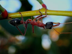 Myrmecia nigriceps