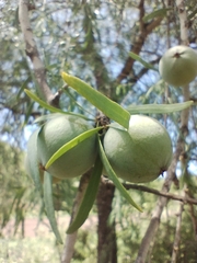 Acanthosyris falcata