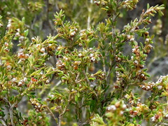 Erica subcapitata